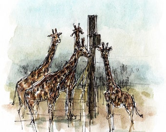 Giraffes - Feeding time at Edinburgh Zoo, Scotland. This is a high quality signed and mounted print from an ink and watercolour sketch.