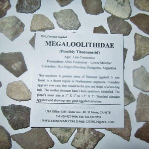 Four (4) Dinosaur Eggshell Pieces Late Cretaceous Argentina for One Price