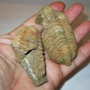 Puede incluir: Dos trilobites fosilizados, antiguos artrópodos marinos, se sostienen en una mano. Los fósiles exhiben una paleta de colores marrón y beige, con cuerpos segmentados visibles y detalles intrincados. Los trilobites son un testimonio de la vida prehistórica.