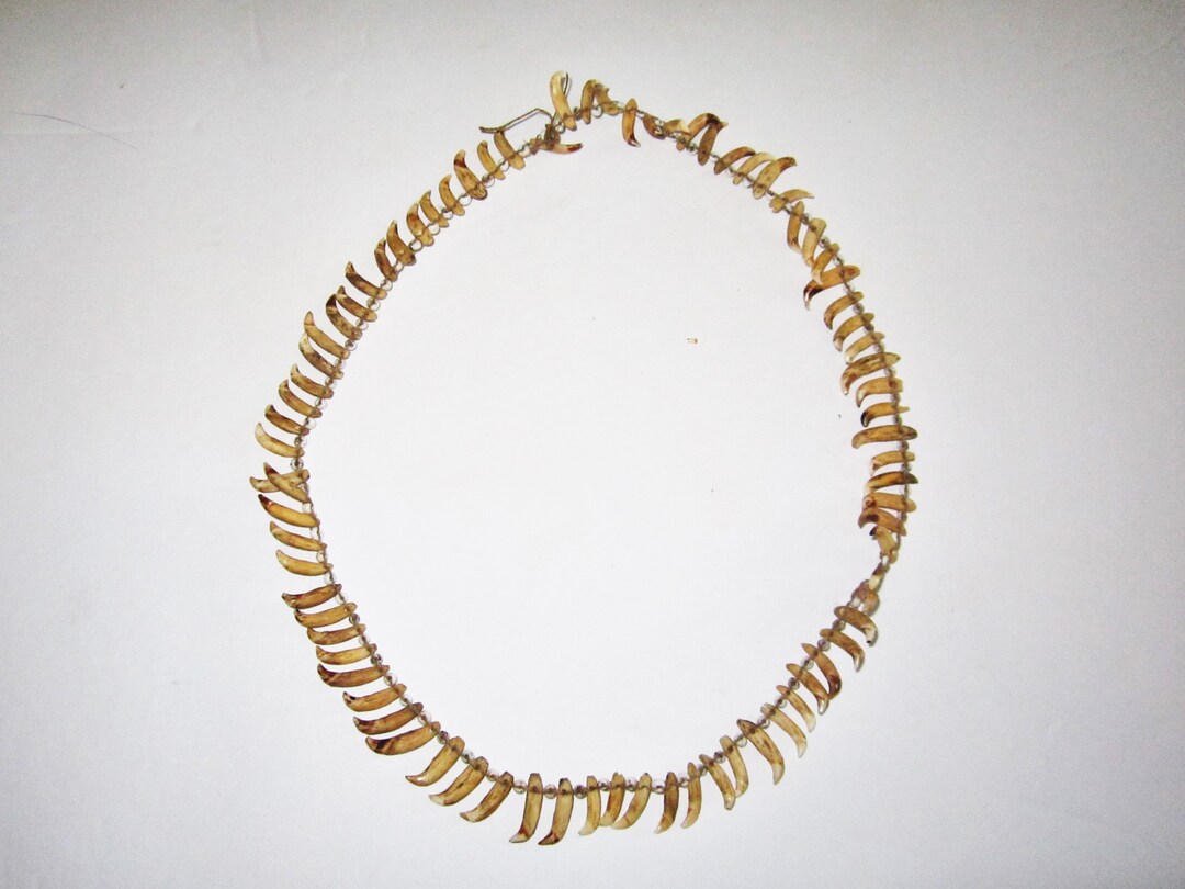 Papua New Guinea Dog Tooth Necklace 18 Inches the Last of the Stone Age
