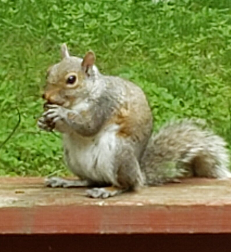 Squirrel / Wildlife Treats Apple Premium Recipe High Etsy