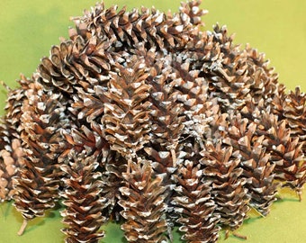 75 Fresh Eastern White Pine Cones, Pine Cones, Pinecone,  Wreath, Christmas Decorations,  Wreath Material, Pine Cone - Average 6"