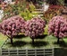 Flowering Miniature 2-1/2' tall Crab Apple trees + stands for Model railroads, book nooks, Dollhouses, Fairy gardens, Wargaming or Dioramas 