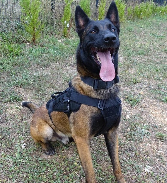 military dog backpack
