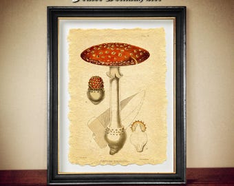 Fly Agaric Mushroom Print, Vintage Witchcraft Decor, Pagan Art N6.57