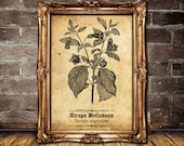 Atropa Belladona antique print, the witches herb - deadly nightshade wallart, witchcraft, wiccan, pagan, witch decor, botanical sketch #N5