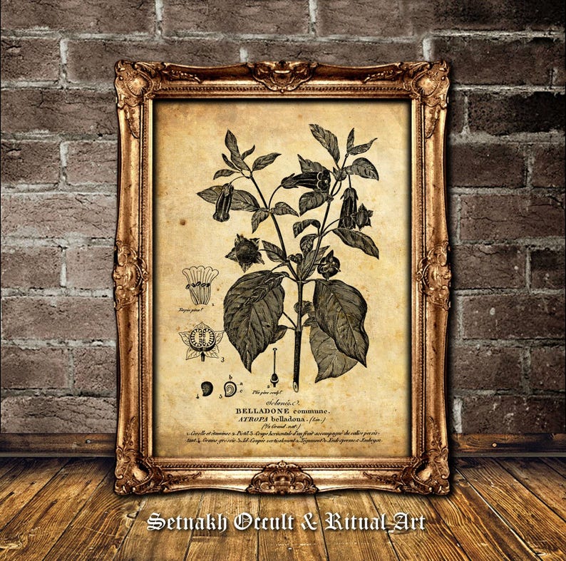 Deadly Nightshade Antique Print, Botanical Sketch, Witch Decor #N5 image 3