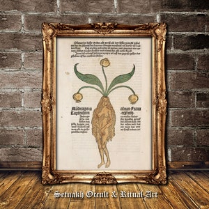 May include: A vintage botanical illustration depicting a woman with long hair growing from a plant with yellow flowers. The text reads "Madragoza Capitulum" and "alrun-Fram -rcaluitj".