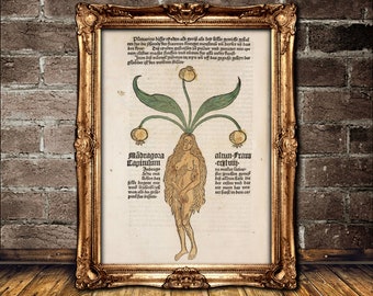 Mandragora Print, Witches Flying Ointment Recipe, Botanical Poster, Pagan Decor #N2