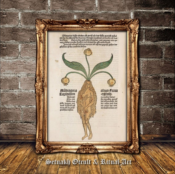 Mandrake prints Botanical illustration A4 -  Portugal