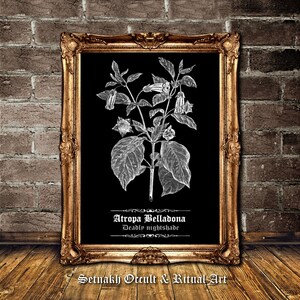 Deadly Nightshade Antique Print, Botanical Sketch, Witch Decor #N5 image 2