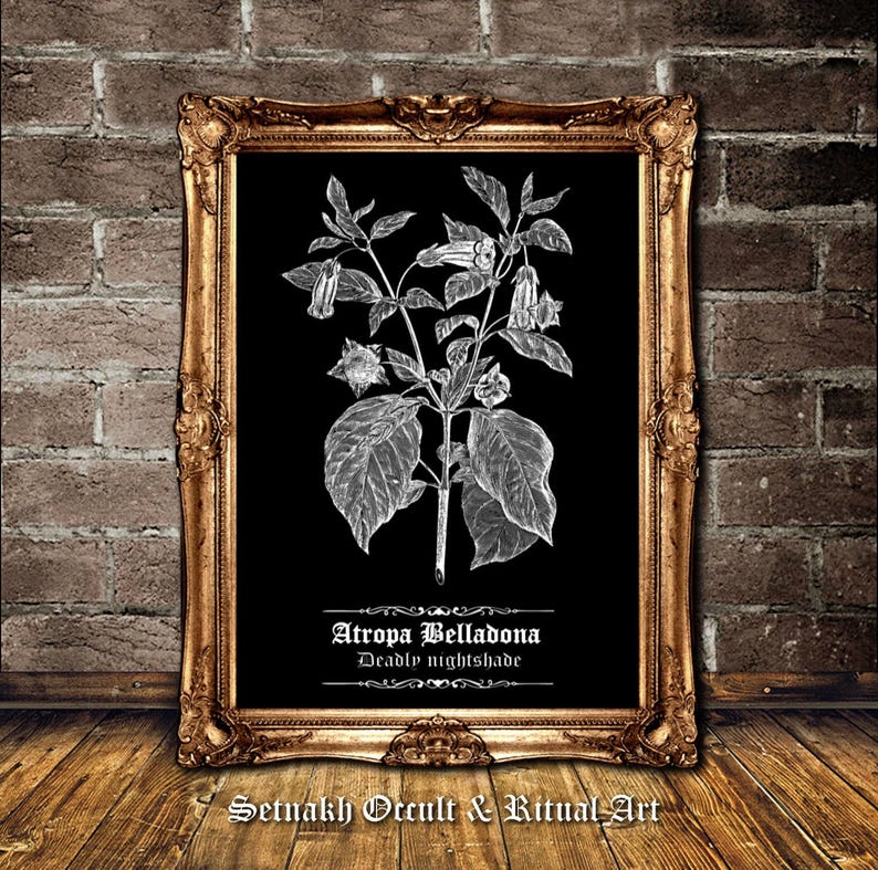Deadly Nightshade Antique Print, Botanical Sketch, Witch Decor #N5 image 2
