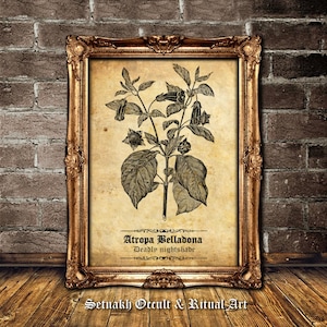 Atropa Belladona antique print, the witches herb - deadly nightshade wallart, witchcraft, wiccan, pagan, witch decor, botanical sketch #N5