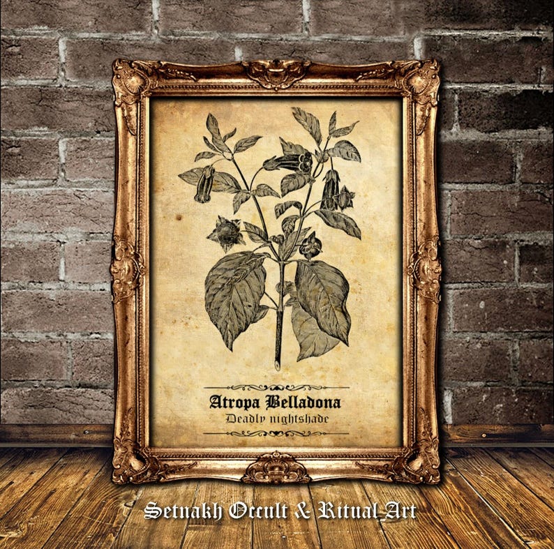 Atropa Belladona antique print, the witches herb - deadly nightshade wallart, witchcraft, wiccan, pagan, witch decor, botanical sketch #N5
