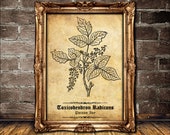 Poison Ivy art print, herbs used in witchcraft poster, wiccan and pagan wallart, poisonous plant, witch house decor, botanical, nature #N4