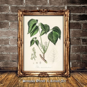 Poison Ivy art print, herbs used in witchcraft poster, wiccan and pagan wallart, poisonous plant, witch house decor, botanical, nature #N3
