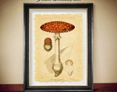 Amanita Muscaria, Fly Agaric print, Witchcraft, Mushrooms Magick, fertility, lucid dreaming, OOBE, enhanced clarity of the mind N6.57