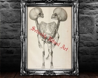 Vintage Siamese Skeleton Print, Macabre Occult Home Decor #440