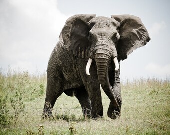 Elephant, Nature Photography, African Safari Ngorongoro, "The Charge" color Art Print