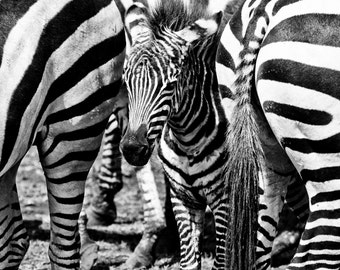 Wildlife Photography, African Serengeti Safari Zebra, "Promise" Black and White Fine Art Print