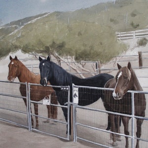 Op de afbeelding: Drie paarden staan achter een metalen hek. Het paard links is bruin, het paard in het midden is zwart en het paard rechts is donkerbruin. Het zwarte paard heeft een bord aan de zijkant met de tekst "CR. GAVE. CO."