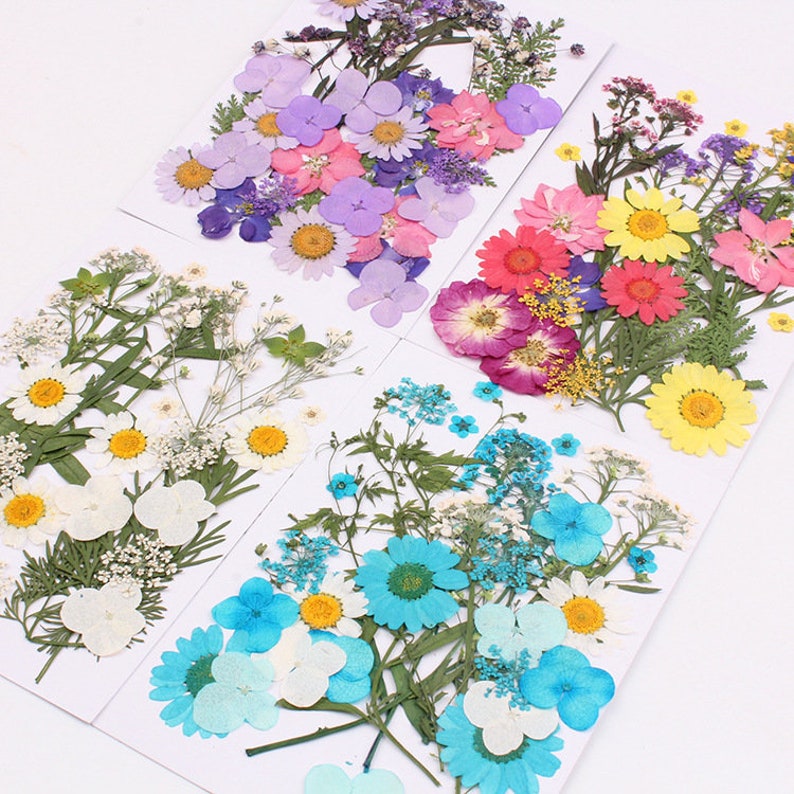 10pcs Pressed Dried Flower Natural Dried Flowers DIY ART Floral Decor Crafts