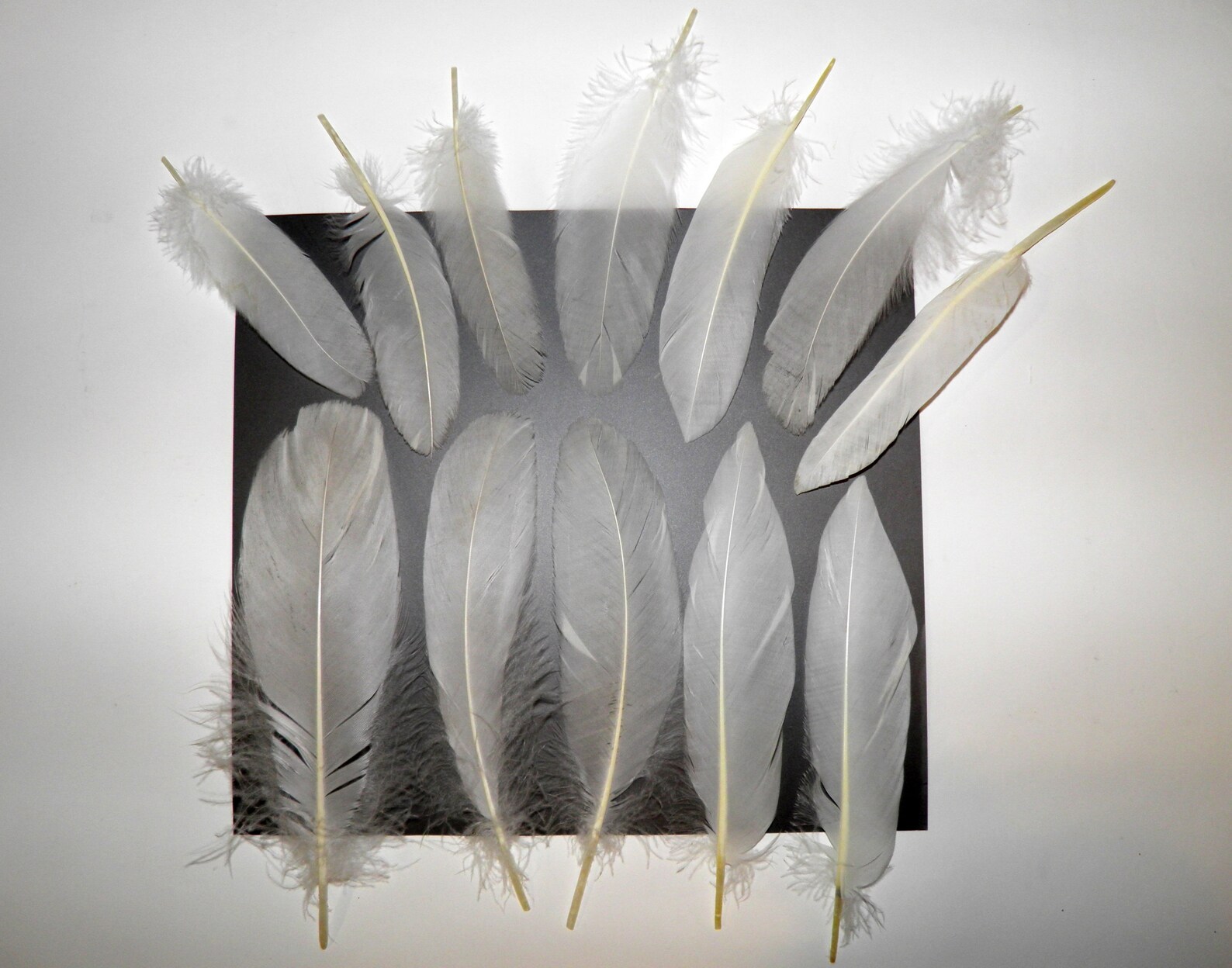 12 Pale Gray Wild Goose Feathers Real Wing Feathers Natural Etsy