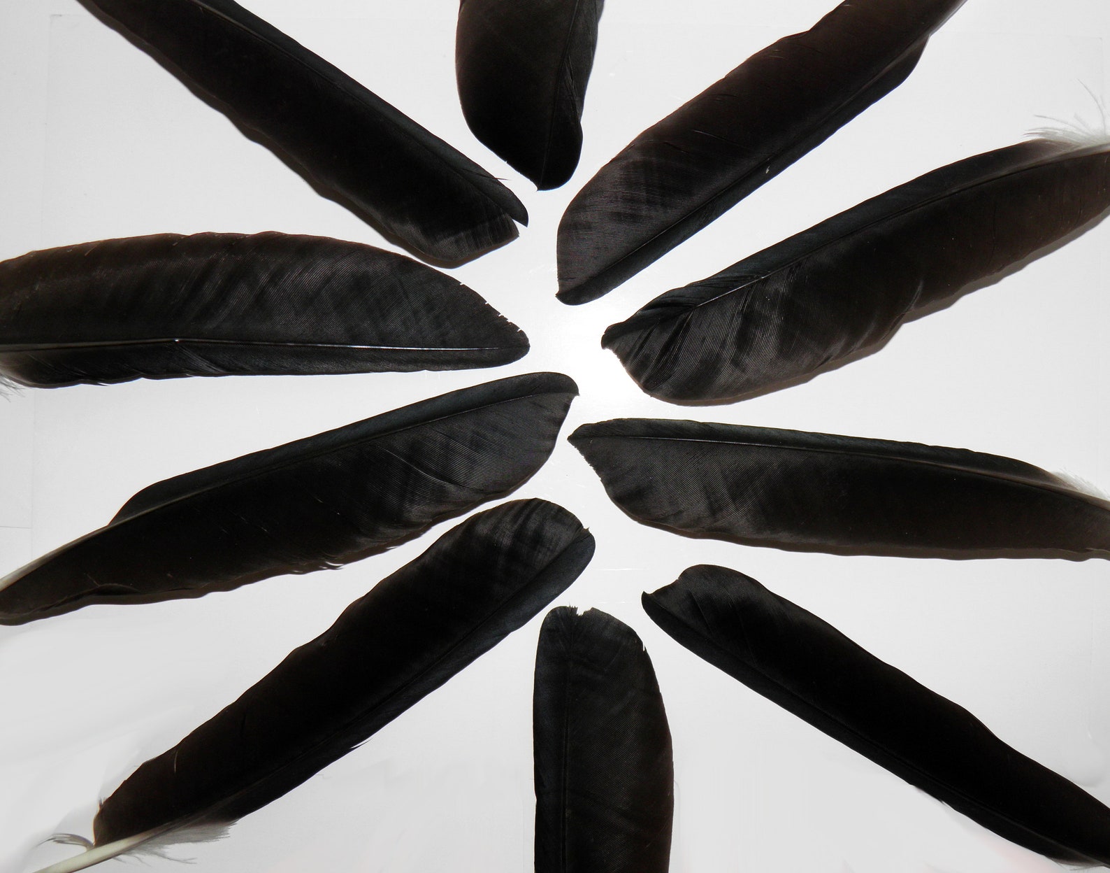 10 Black crow feathers Real bird feathers Real raven feather Etsy