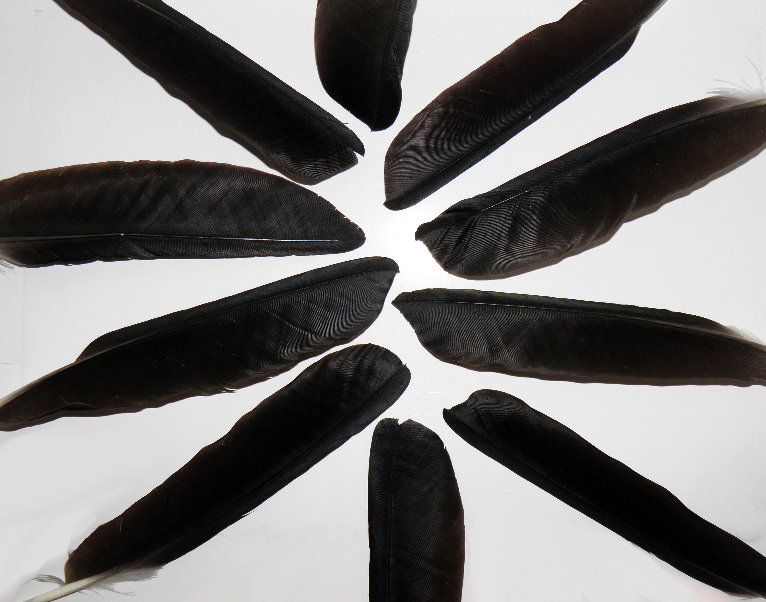 10 Black crow feathers Real bird feathers Real raven feather Etsy