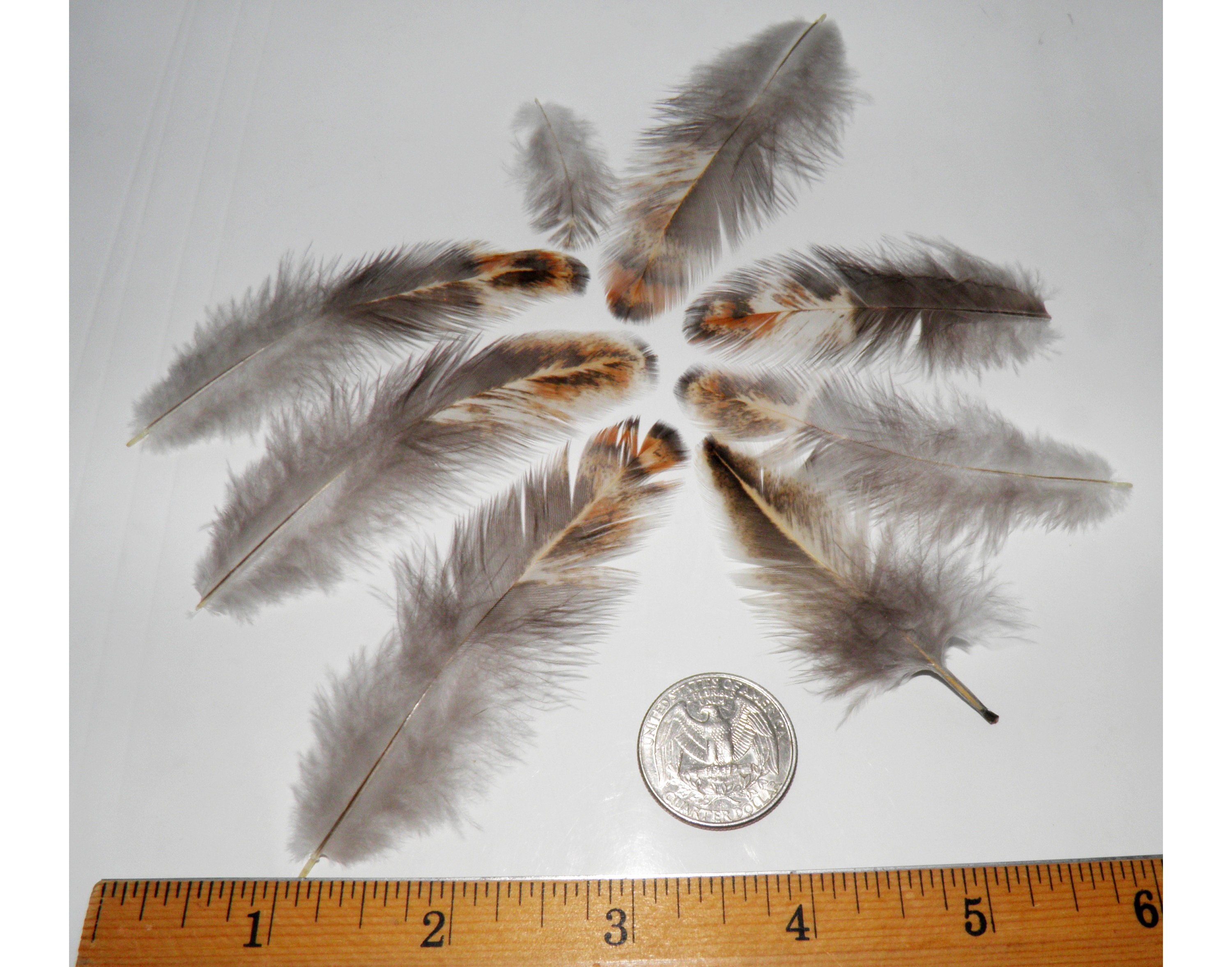 8 rare real feathers for crafts Natural wild bird patchy Etsy