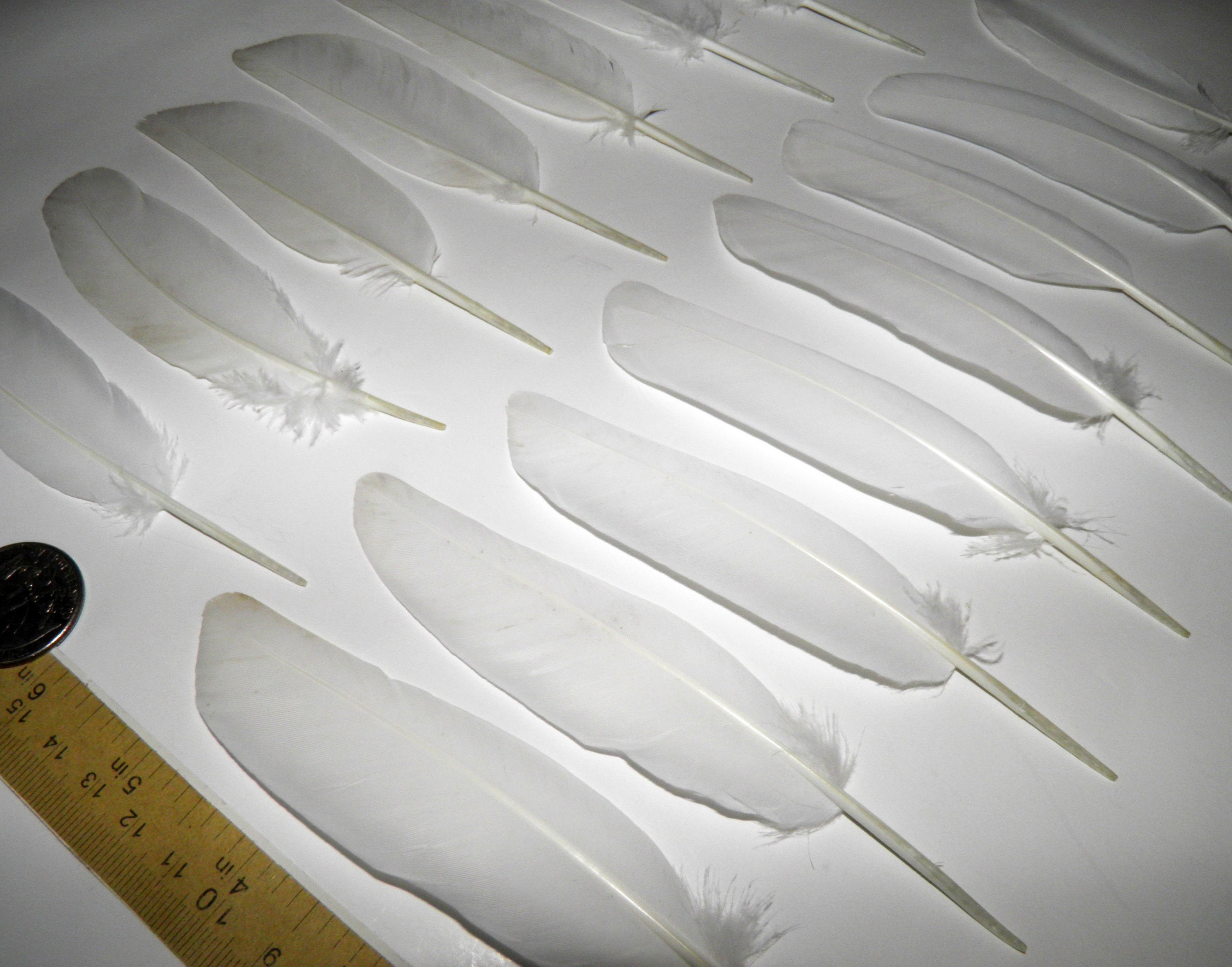 16 White feathers Dove feathers Real wing pigeon feathers for Etsy