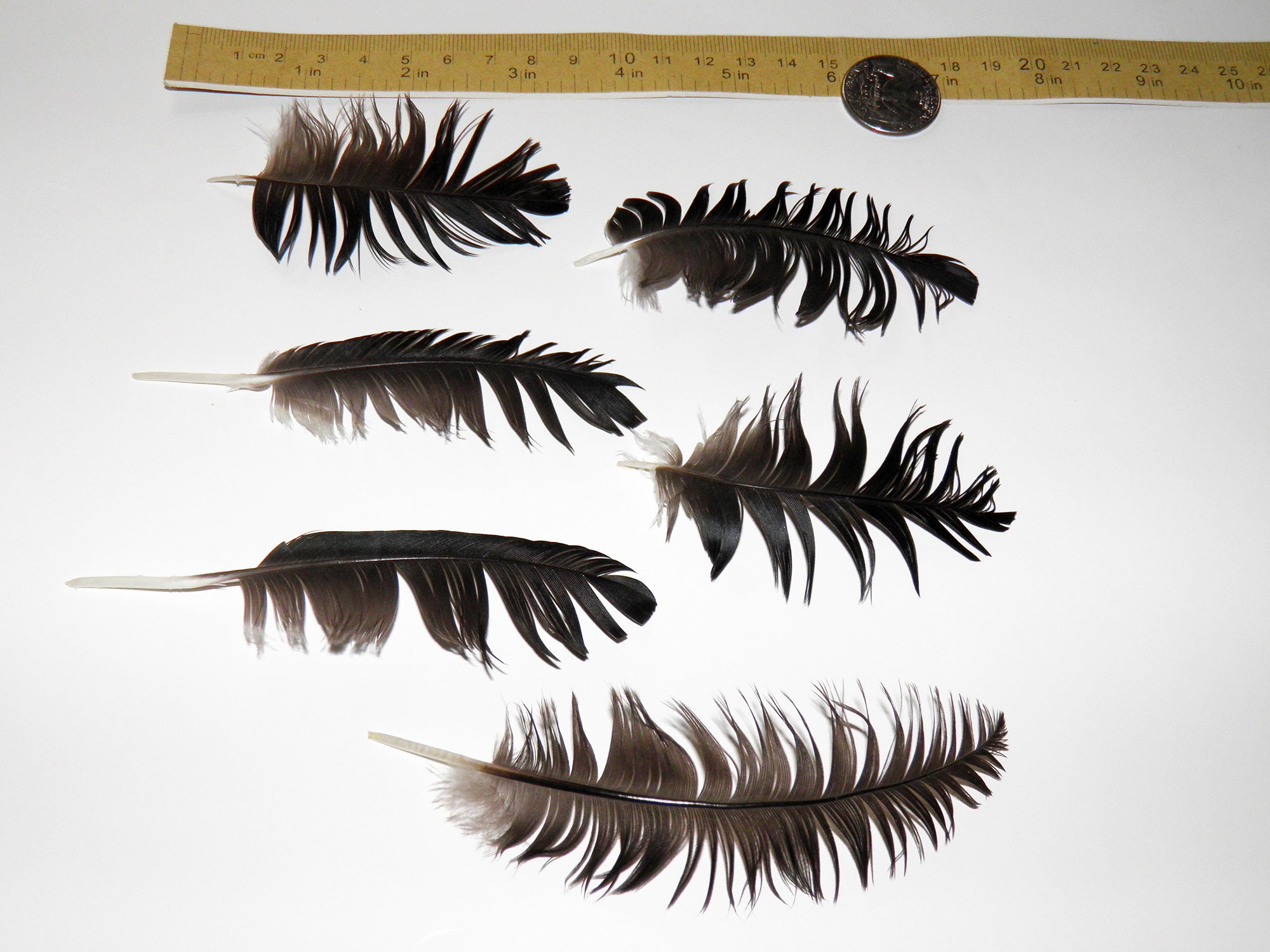 6 Black crow feathers Real bird feathers Real raven feather Etsy