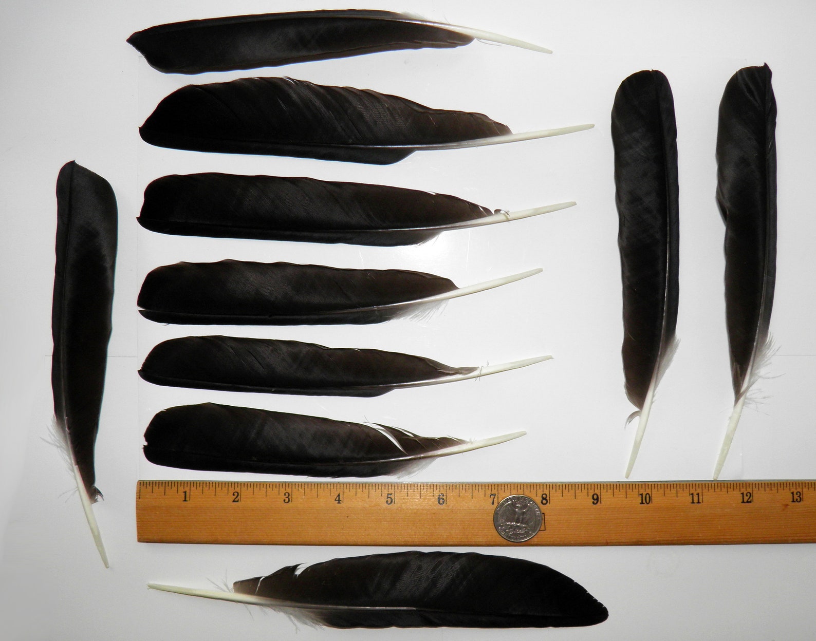 10 Black crow feathers Real bird feathers Real raven feather Etsy