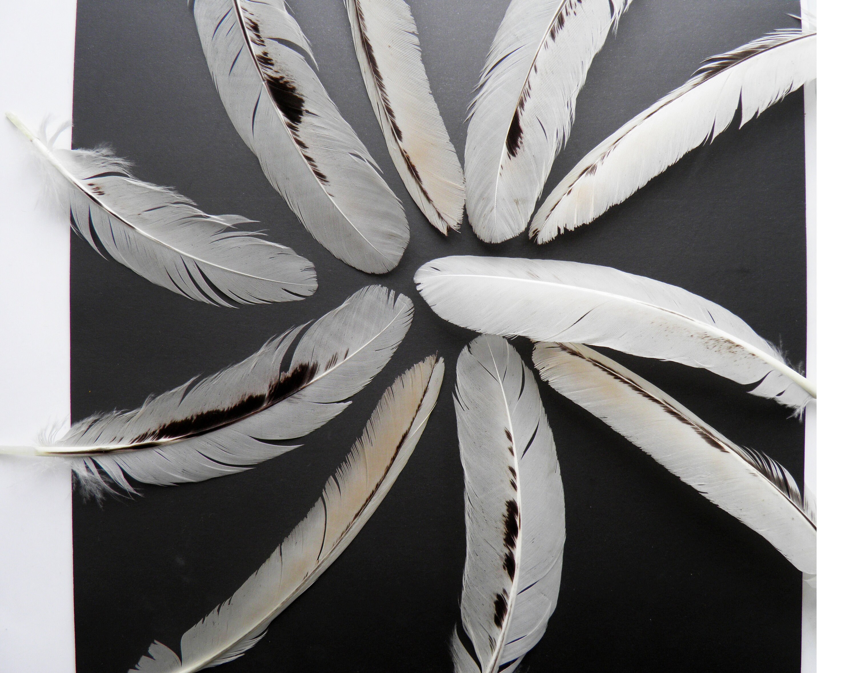 10 Pale white feathers natural Wild goose feathers Real wing Etsy