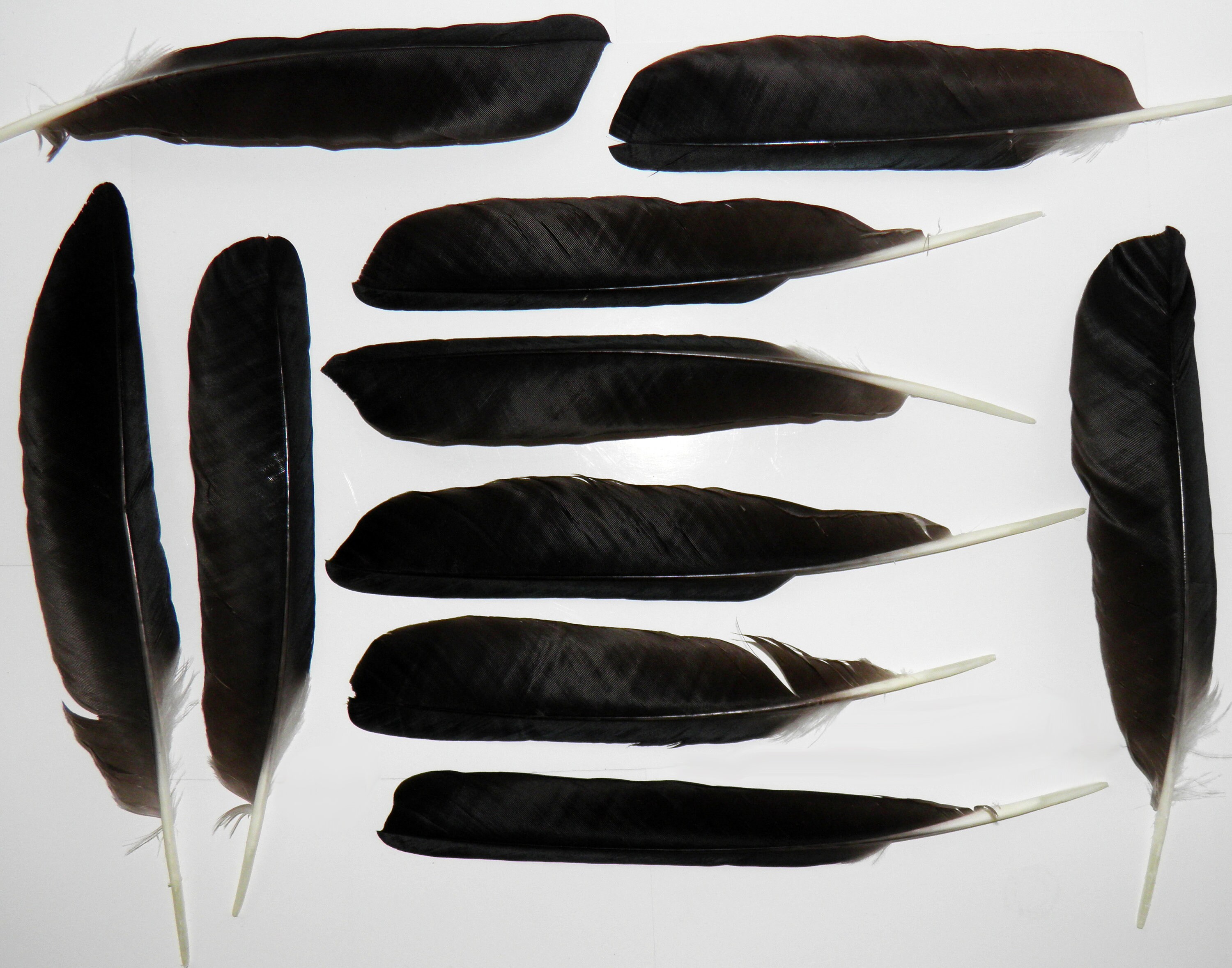 10 Black crow feathers Real bird feathers Real raven feather Etsy