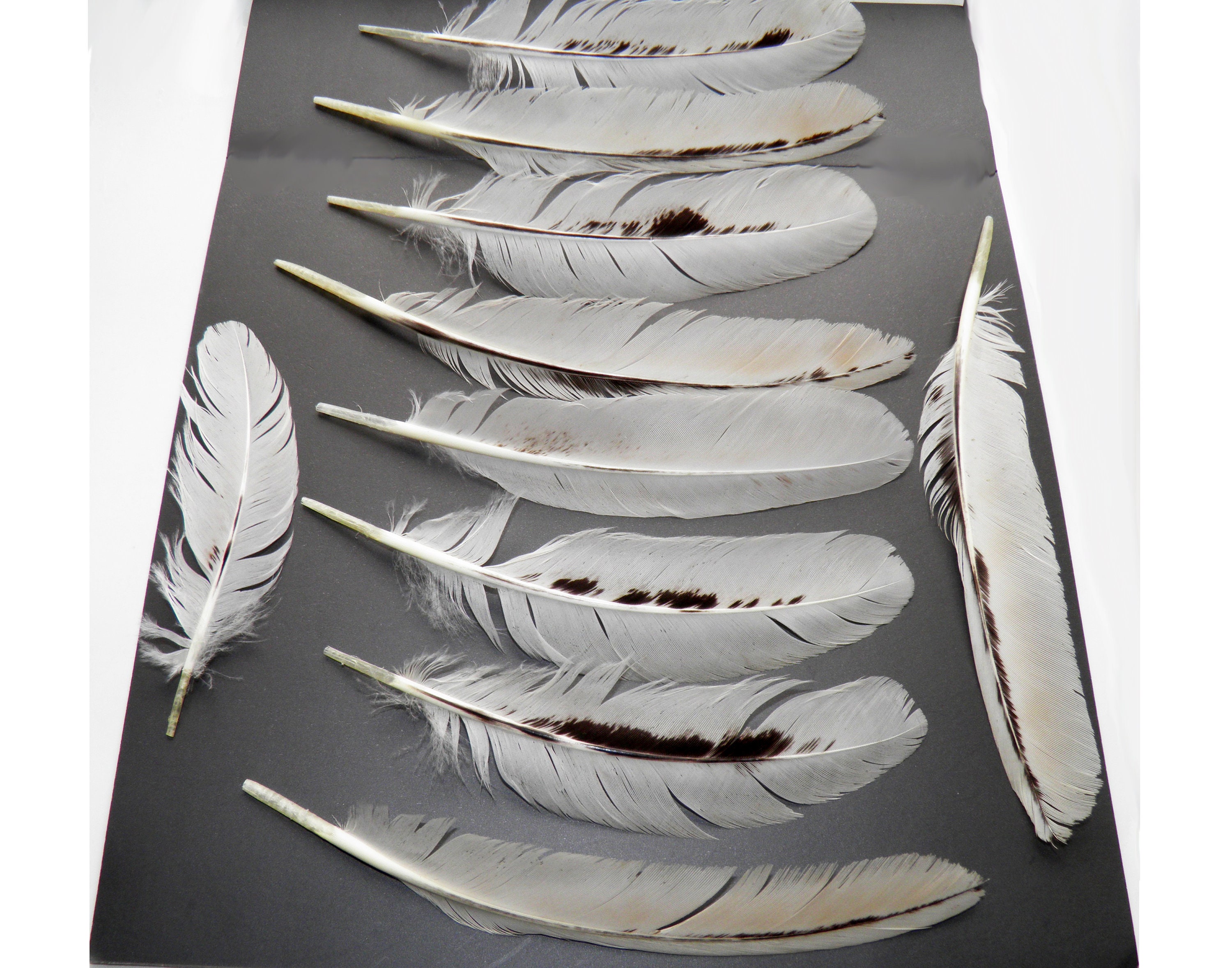 10 Pale white feathers natural Wild goose feathers Real wing Etsy