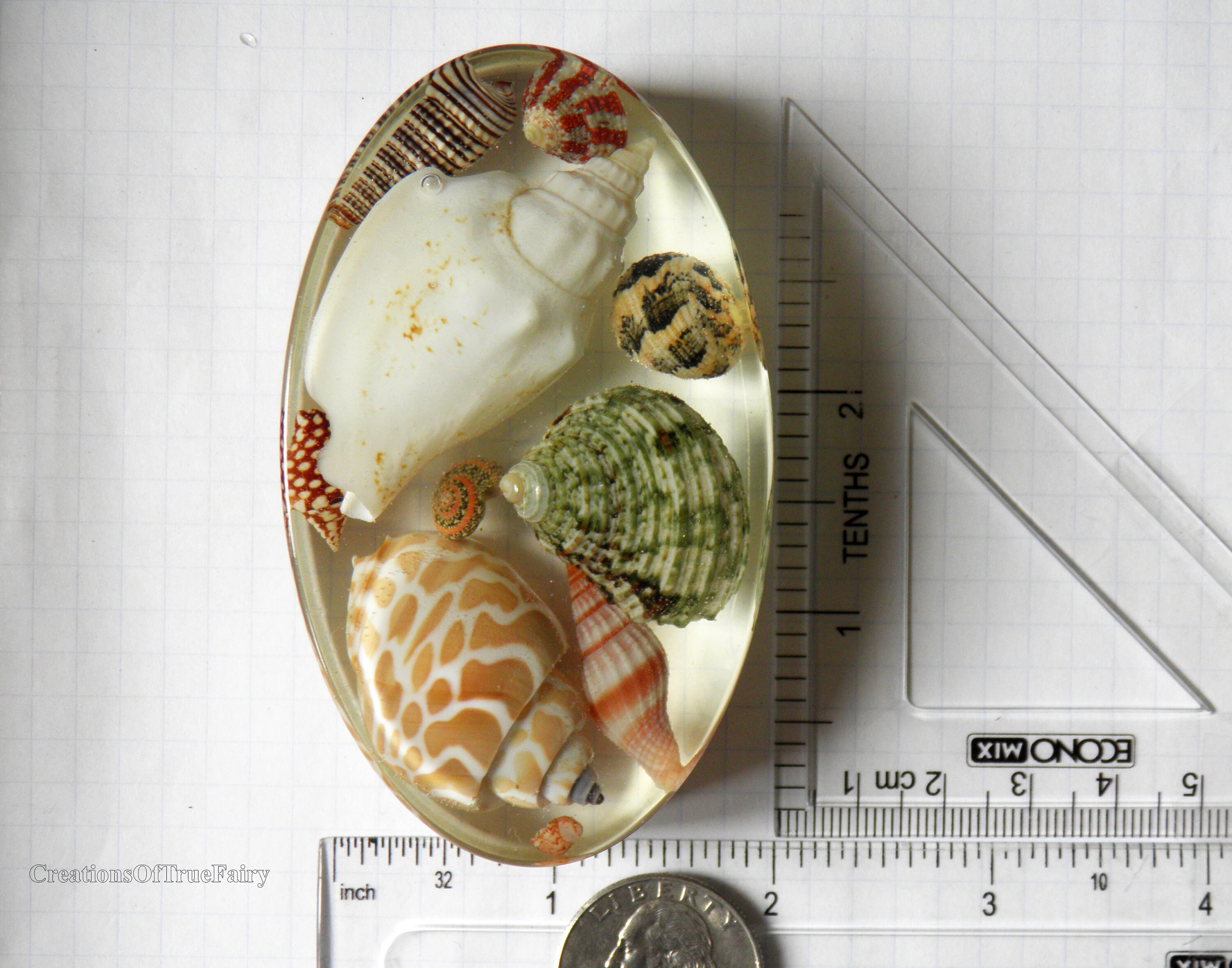 Sea shell paperweight Gift for coworker Best friend Boyfriend Etsy