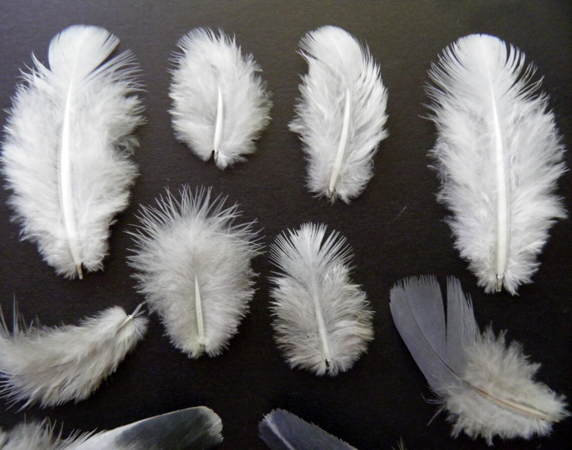 11 Rare Little Feathers Small Natural Bird Feathers Real White Etsy