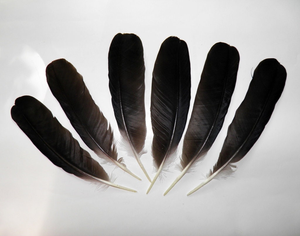 Black crow natural feathers Real bird feathers Black wing Etsy