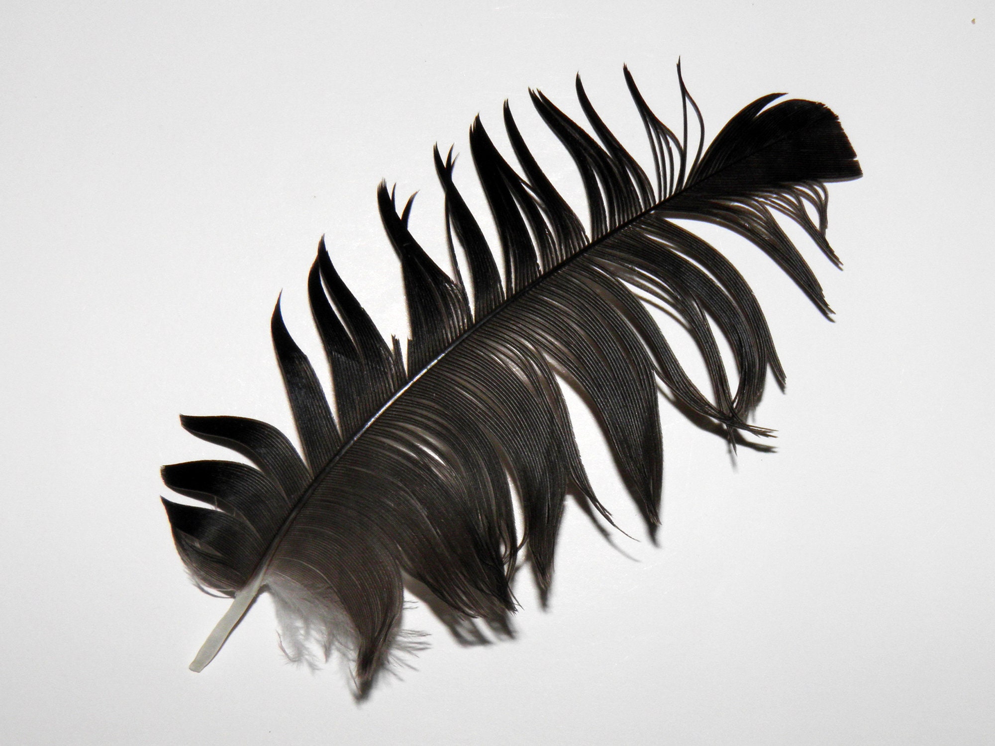 6 Black crow feathers Real bird feathers Real raven feather Etsy