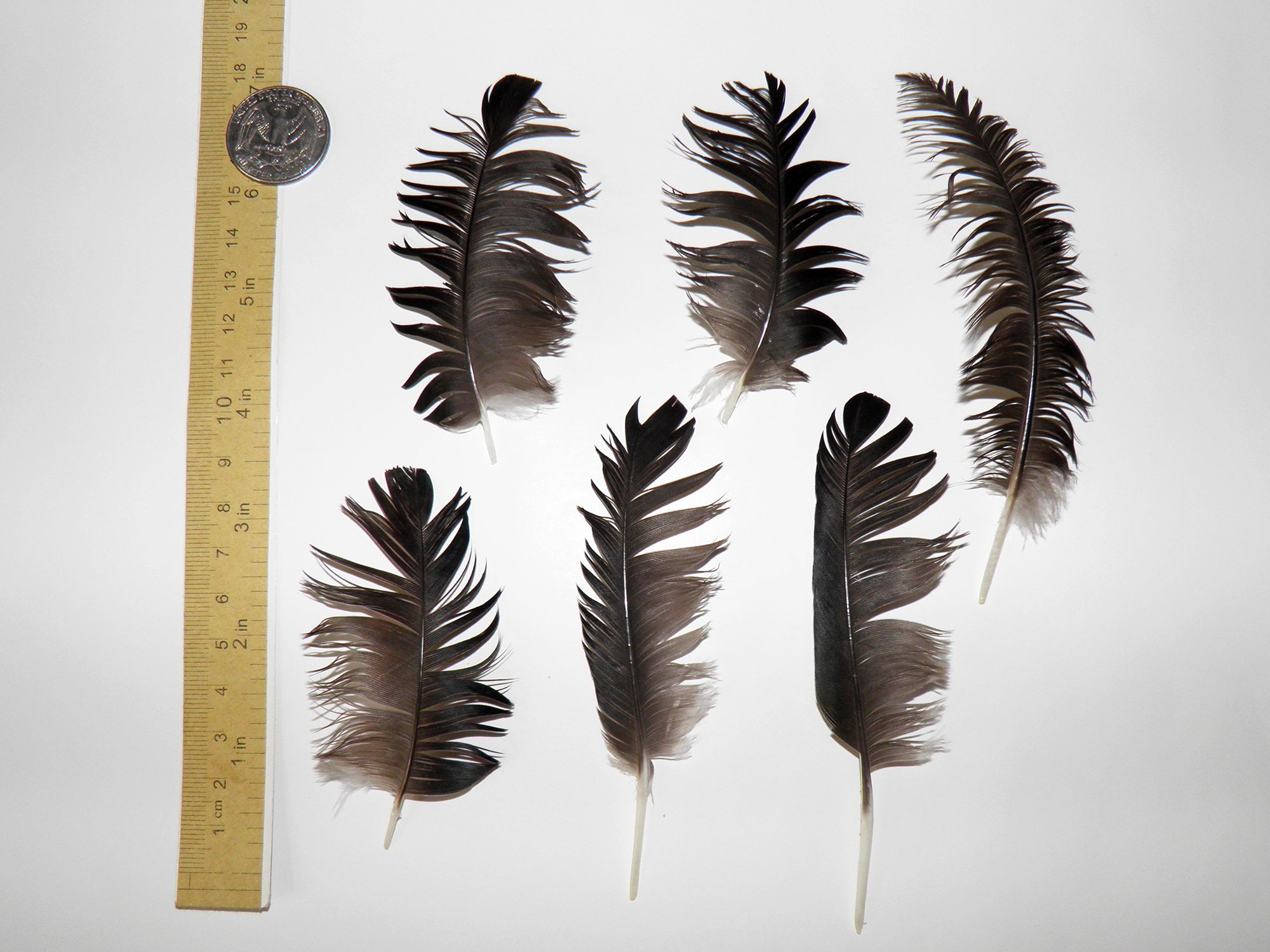 6 Black crow feathers Real bird feathers Real raven feather Etsy