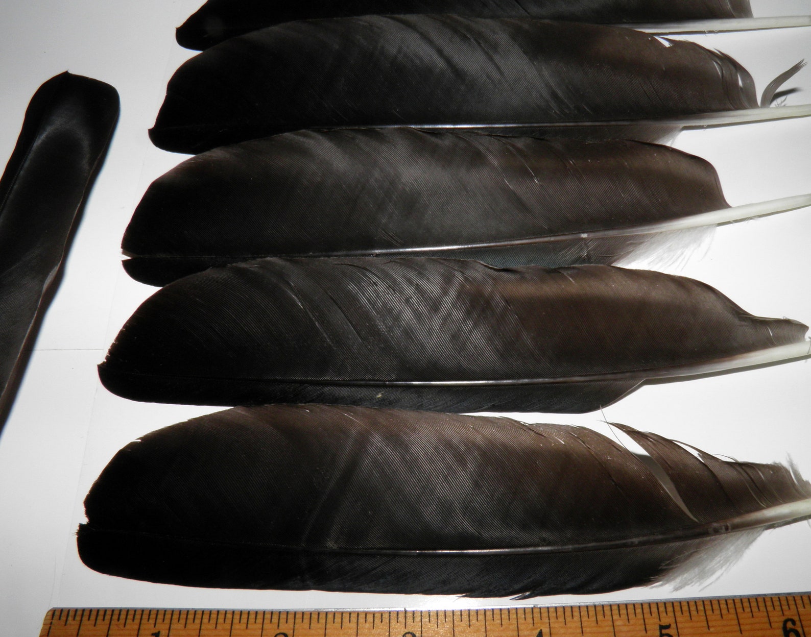 10 Black crow feathers Real bird feathers Real raven feather Etsy
