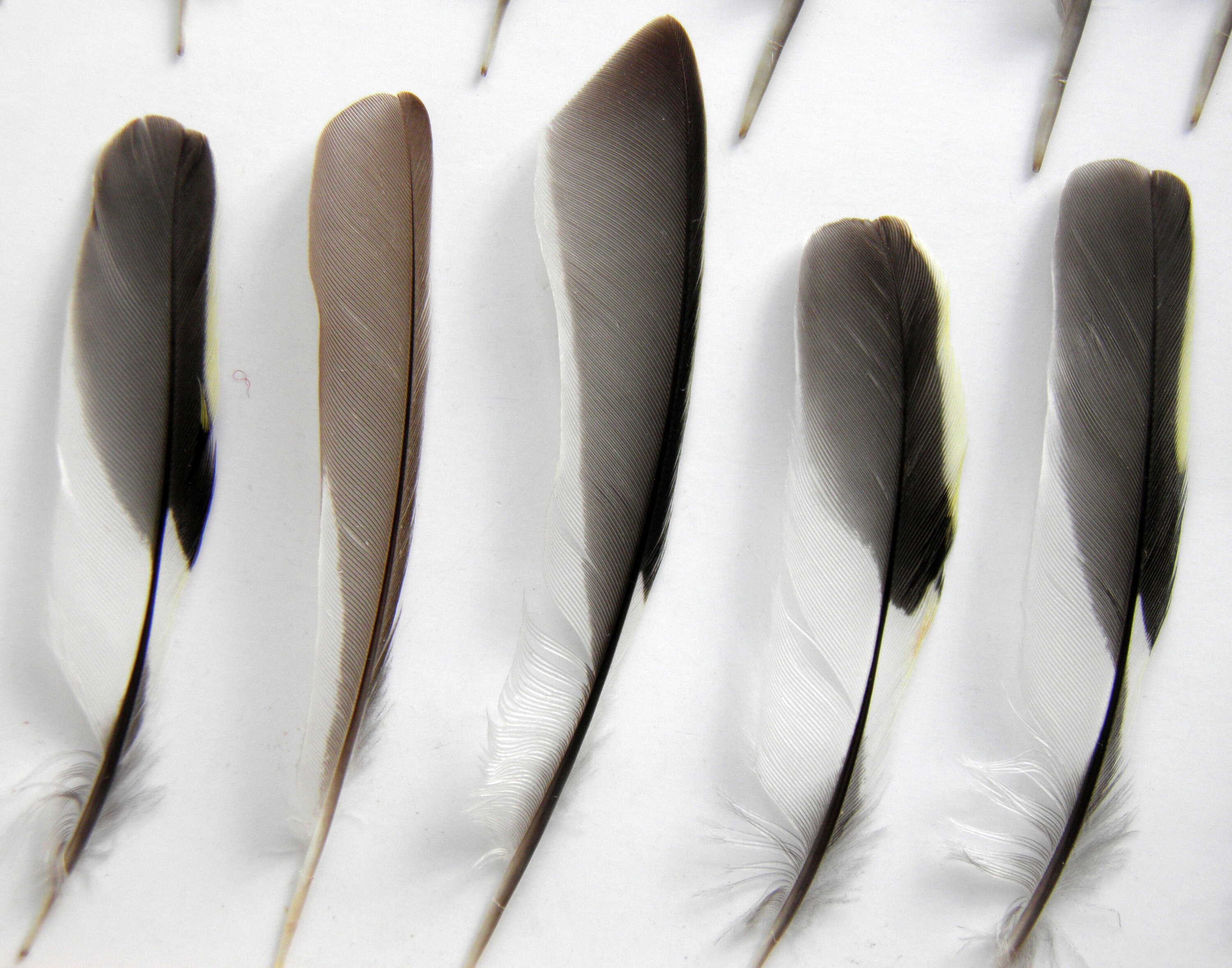 feathers bird supplies