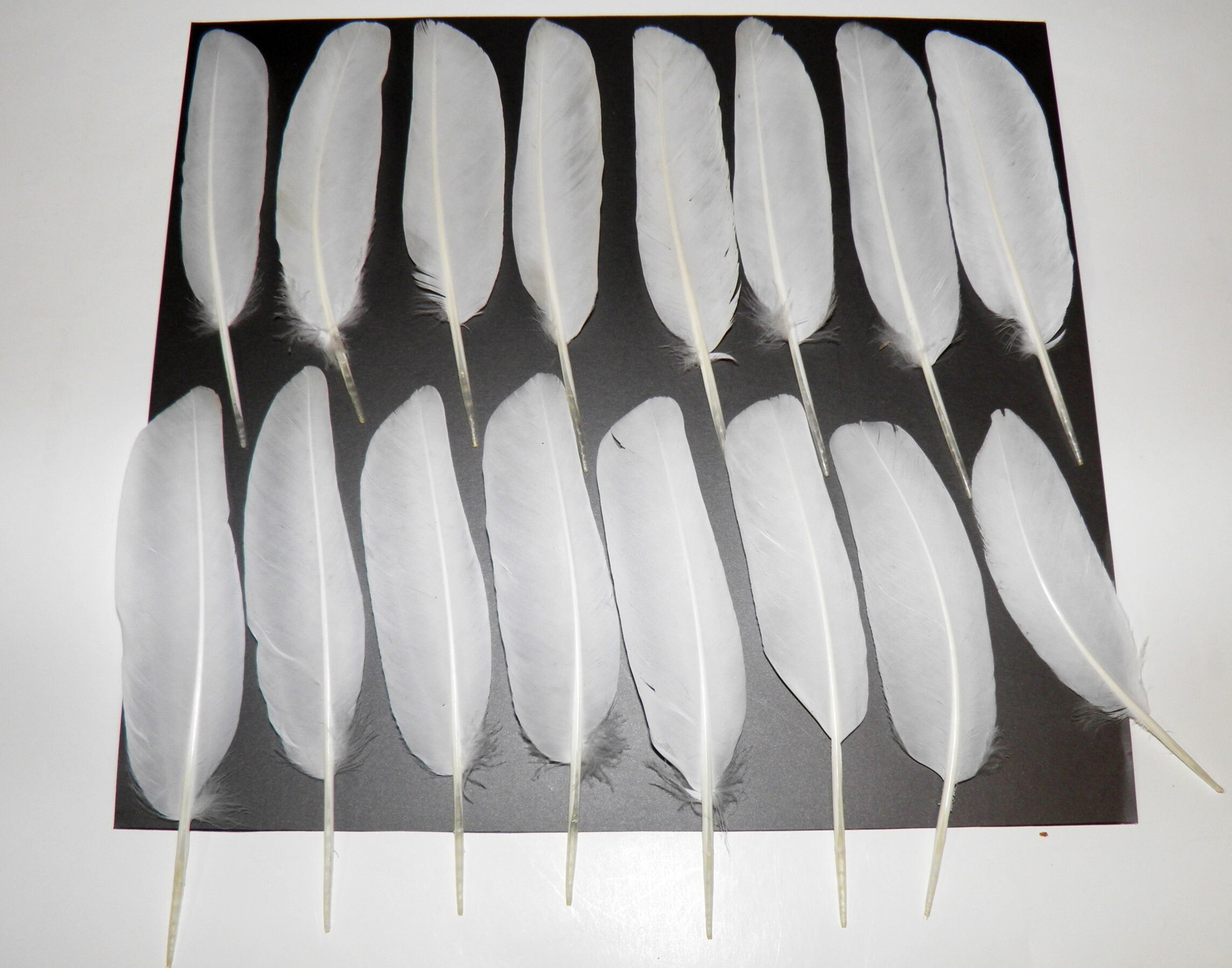 16 White feathers Dove feathers Real wing pigeon feathers for Etsy