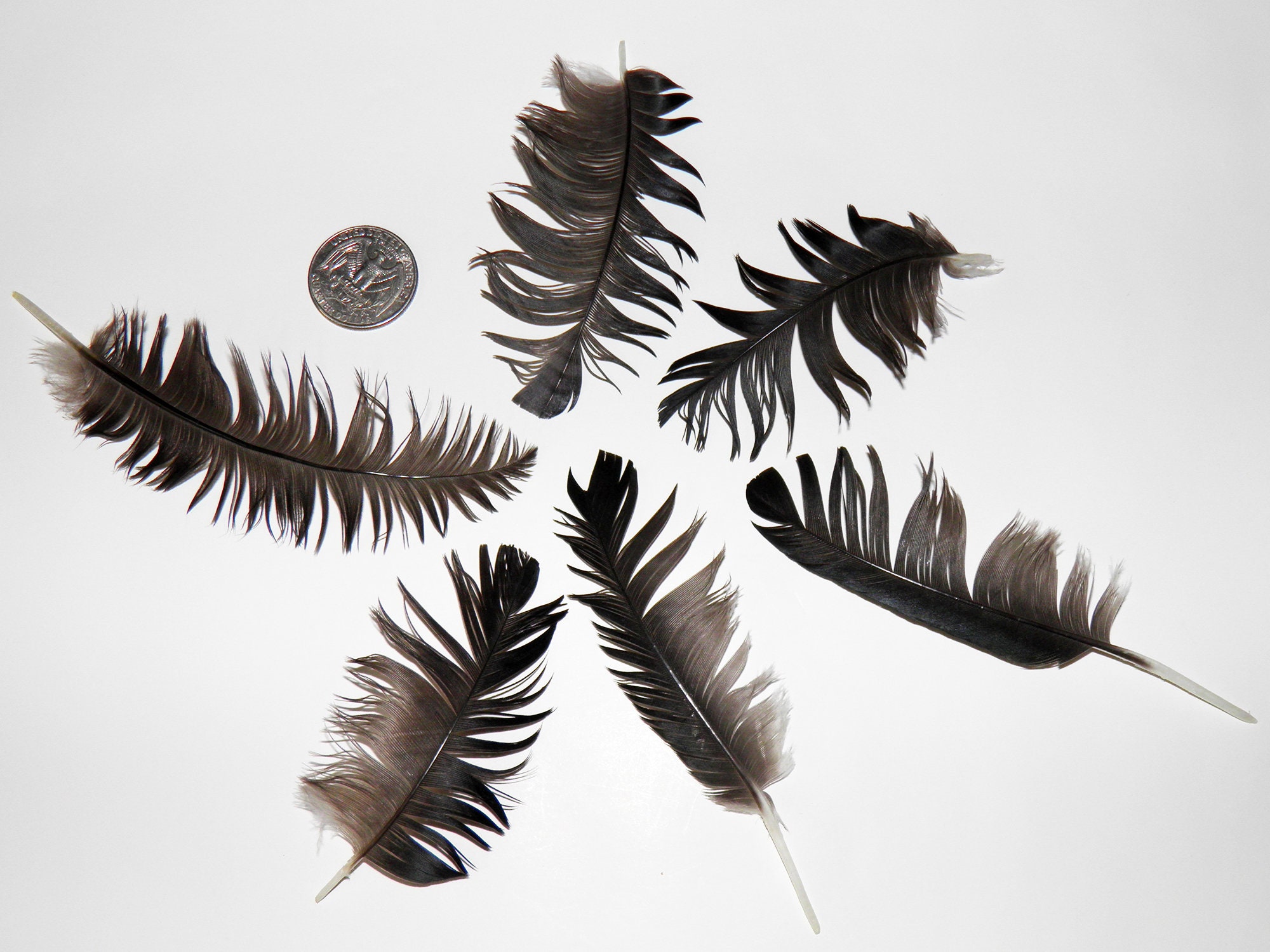 6 Black crow feathers Real bird feathers Real raven feather Etsy