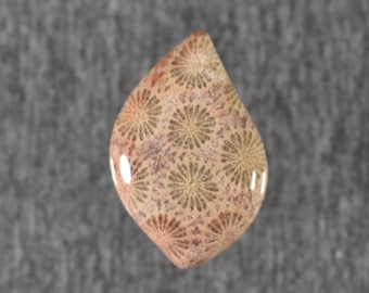Fossil Petrified Coral Cabochon
