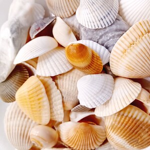 Pode incluir: Uma coleção de conchas em vários tons de branco, marrom e laranja. As conchas estão dispostas em uma pilha, com algumas sobrepostas. As conchas são lisas e têm uma textura natural e orgânica.