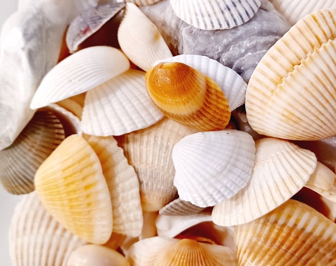1/2 lb Bulk Sea Shells Assorted Mix, Beach Wedding Decor, Crafting, Home Decor, Natural Sea Shells, Hand Picked in Florida