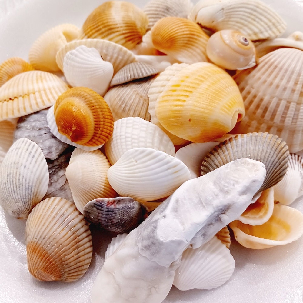 White Decorative Sea Shell Mix, 1 Pound