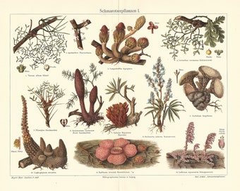 1902 Parasitic Plants Cytinus Hypocistus Cynomoriaceae Loranthus Europaeus Fungi Original Antique Lithograph Botanical Print Botany